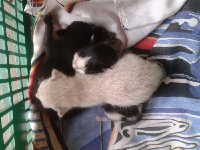 Gato ra a  idade Abaixo de 2 meses nome Sem nomes