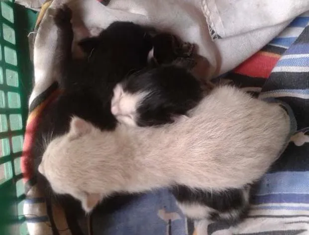 Gato ra a  idade Abaixo de 2 meses nome Sem nomes