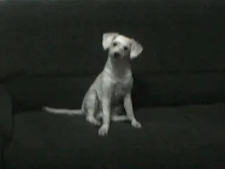 Cachorro ra a Poodle idade 3 anos nome Baruk
