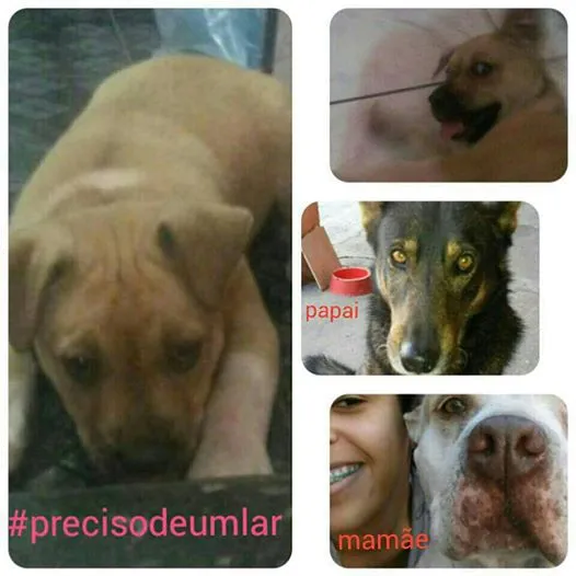 Cachorro ra a mestiço idade Abaixo de 2 meses nome sem nome
