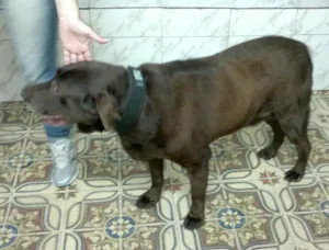 Cachorro raça Labrador idade 3 anos nome Bruce