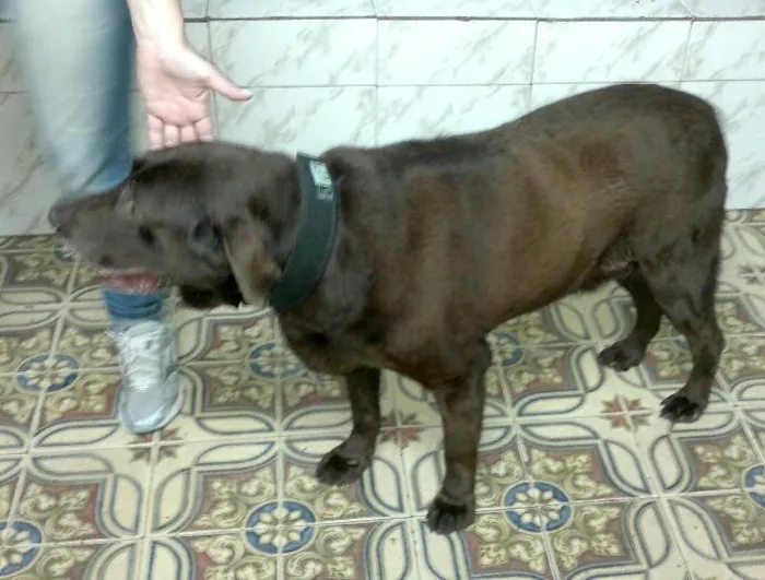 Cachorro ra a Labrador idade 3 anos nome Bruce