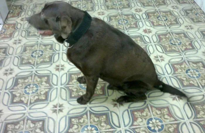 Cachorro ra a Labrador idade 3 anos nome Bruce