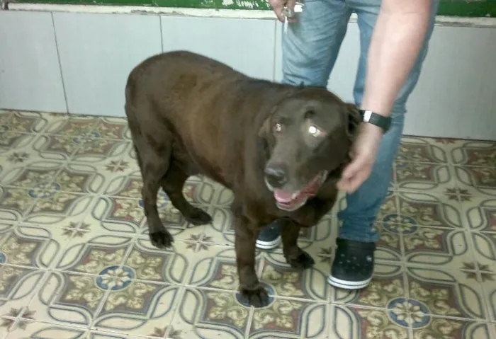 Cachorro ra a Labrador idade 3 anos nome Bruce