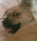 Cachorro raça mestiço idade Abaixo de 2 meses nome sem nome