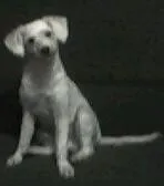 Cachorro raça Poodle idade 3 anos nome Baruk