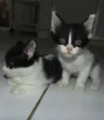 gatinhas
