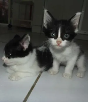 Gato raça  idade Abaixo de 2 meses nome gatinhas
