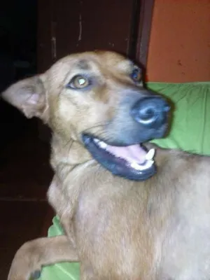Cachorro raça SRD idade 1 ano nome Farofa  GRATIFICA
