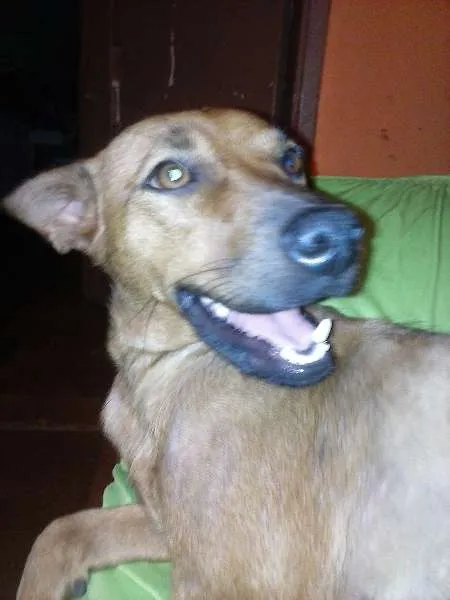 Cachorro ra a SRD idade 1 ano nome Farofa  GRATIFICA