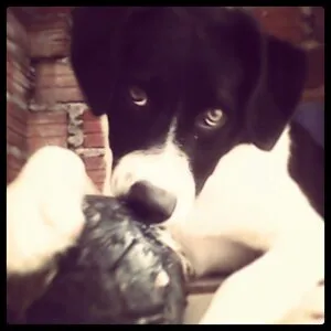 Cachorro raça rnd idade 1 ano nome mimosa