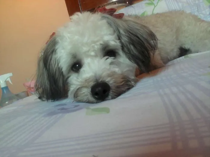 Cachorro ra a Poodle idade 4 anos nome Mixindi