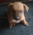fofuxos