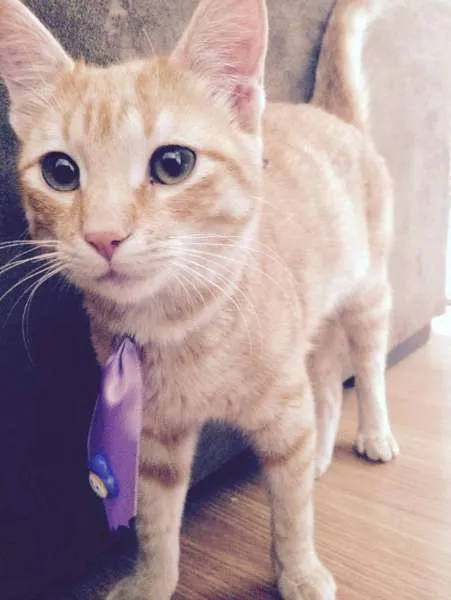 Gato ra a SRD idade 2 a 6 meses nome Sem nome