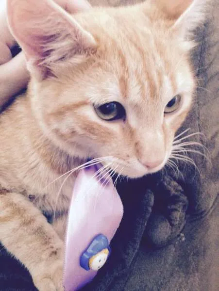Gato ra a SRD idade 2 a 6 meses nome Sem nome
