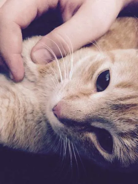 Gato ra a SRD idade 2 a 6 meses nome Sem nome