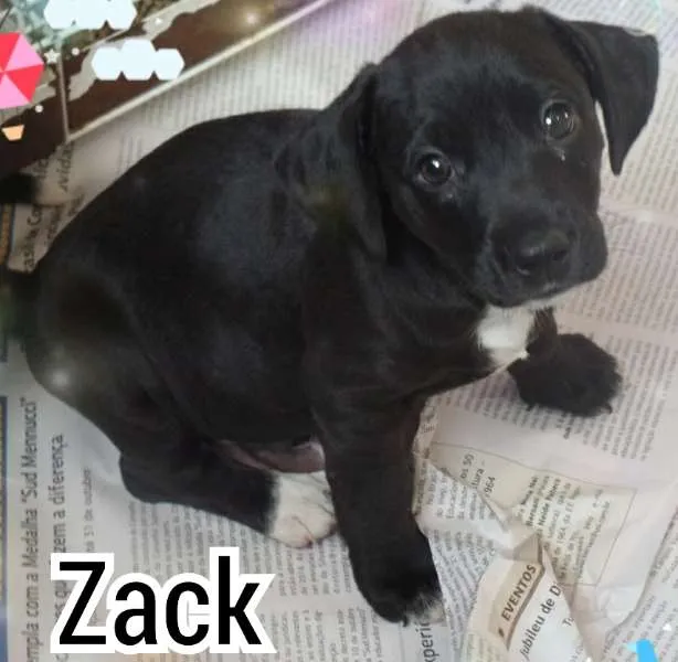 Cachorro ra a SRD idade 2 a 6 meses nome Zack