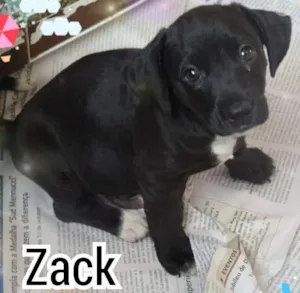 Cachorro raça SRD idade 2 a 6 meses nome Zack