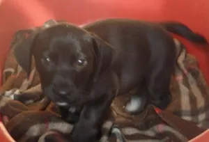 Cachorro raça SRD idade  nome Jude