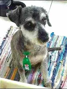 Cachorro ra a Vira-lata idade 6 ou mais anos nome Flinn