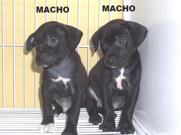 Cachorro ra a SRD idade  nome Lindos bebês