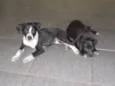 Lindos bebês