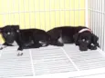 Lindos bebês