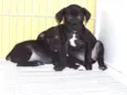 Lindos bebês
