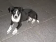 Lindos bebês