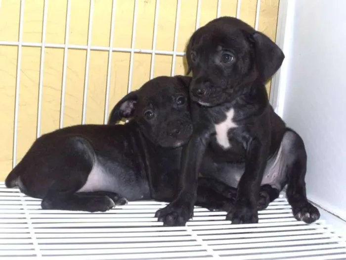 Cachorro ra a SRD idade  nome Lindos bebês
