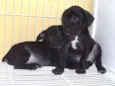 Lindos bebês