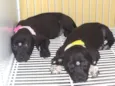 Lindos bebês