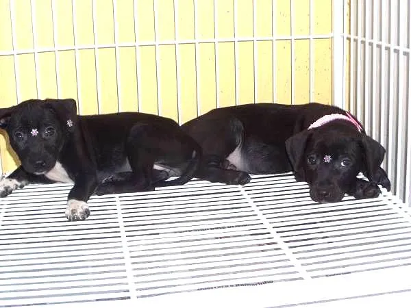 Cachorro ra a SRD idade 2 a 6 meses nome Lindinhos