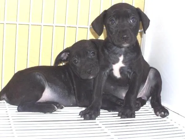 Cachorro ra a SRD idade 2 a 6 meses nome Lindinhos
