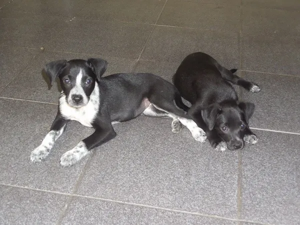 Cachorro ra a SRD idade 2 a 6 meses nome Lindinhos