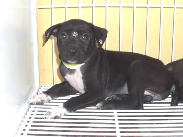 Cachorro ra a SRD idade 2 a 6 meses nome Lindinhos