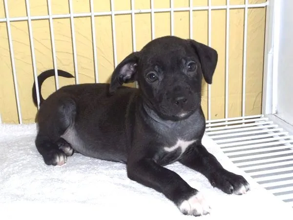 Cachorro ra a SRD idade 2 a 6 meses nome Lindinhos