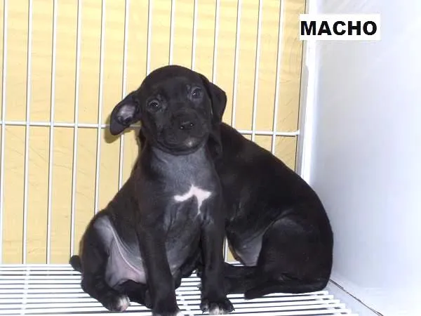 Cachorro ra a SRD idade 2 a 6 meses nome Lindinhos