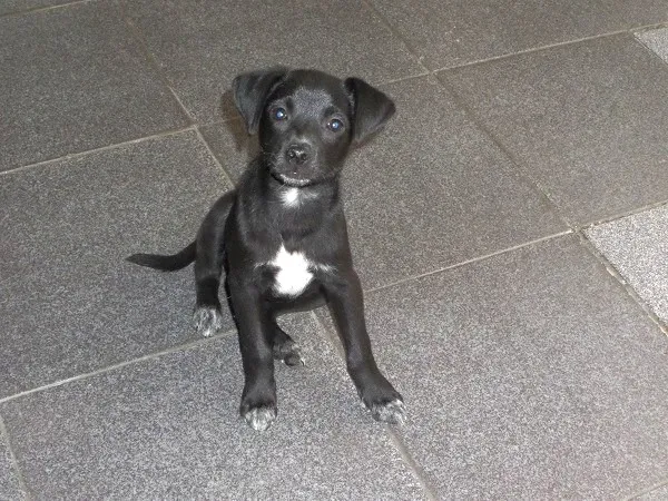 Cachorro ra a SRD idade 2 a 6 meses nome Lindinhos