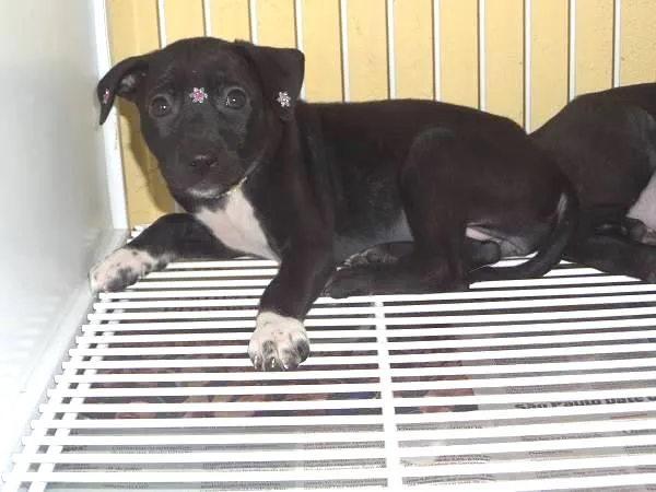 Cachorro ra a SRD idade 2 a 6 meses nome Lindinhos