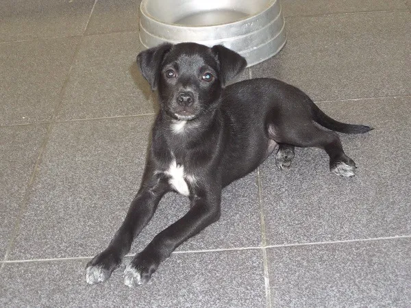 Cachorro ra a SRD idade 2 a 6 meses nome Lindinhos