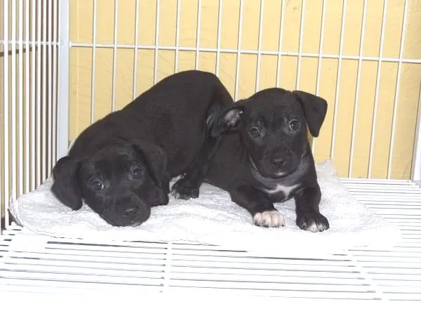 Cachorro ra a SRD idade 2 a 6 meses nome Lindinhos