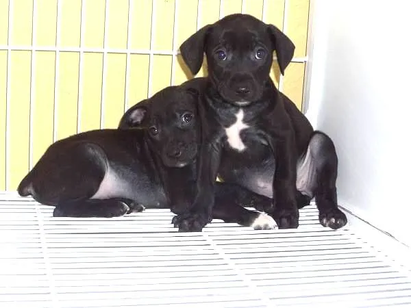 Cachorro ra a SRD idade 2 a 6 meses nome Lindinhos