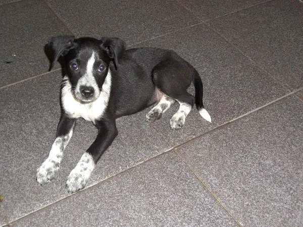 Cachorro ra a SRD idade 2 a 6 meses nome Lindinhos