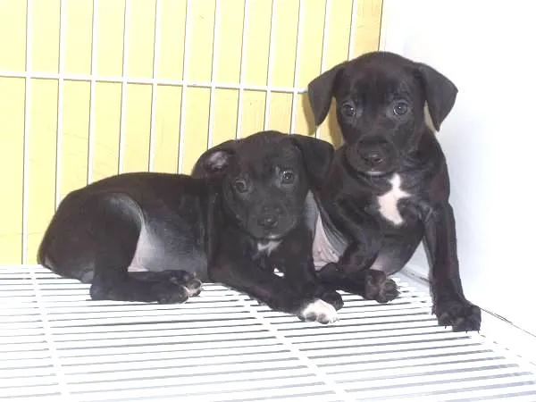 Cachorro ra a SRD idade 2 a 6 meses nome Lindinhos