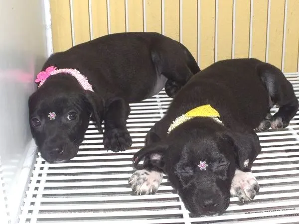 Cachorro ra a SRD idade 2 a 6 meses nome Lindinhos