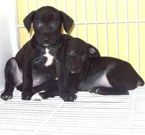 Cachorro raça SRD idade  nome Lindos bebês