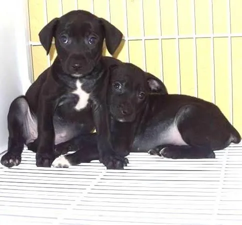Cachorro ra a SRD idade  nome Lindos bebês