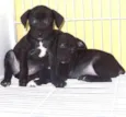Lindos bebês