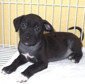 Cachorro raça SRD idade 2 a 6 meses nome Lindinhos